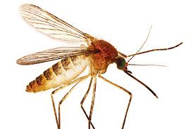 mosquito.jpeg (54,069 bytes)